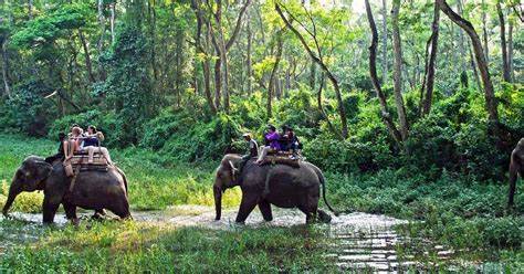 Forest landscape in Chitwan National Park