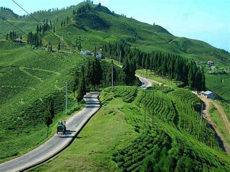 Rolling tea gardens in Ilam