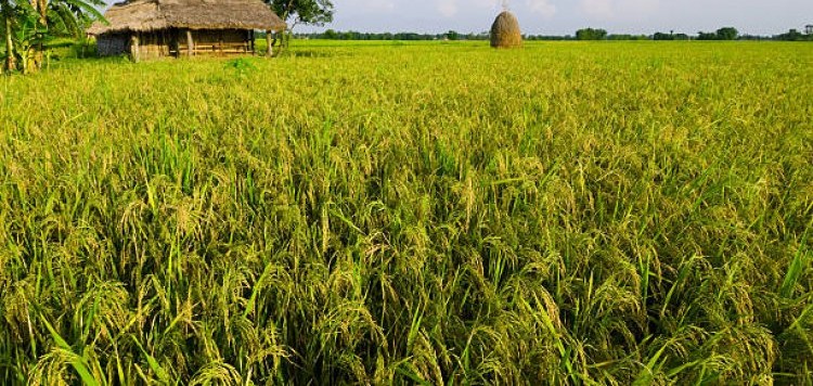 Madhesh plains with warm evening light