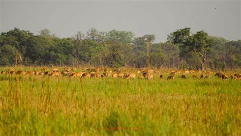 Grassland and wildlife habitat in Shuklaphanta
